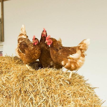 Ferienwohnung Murg Niederhof Dış mekan fotoğraf
