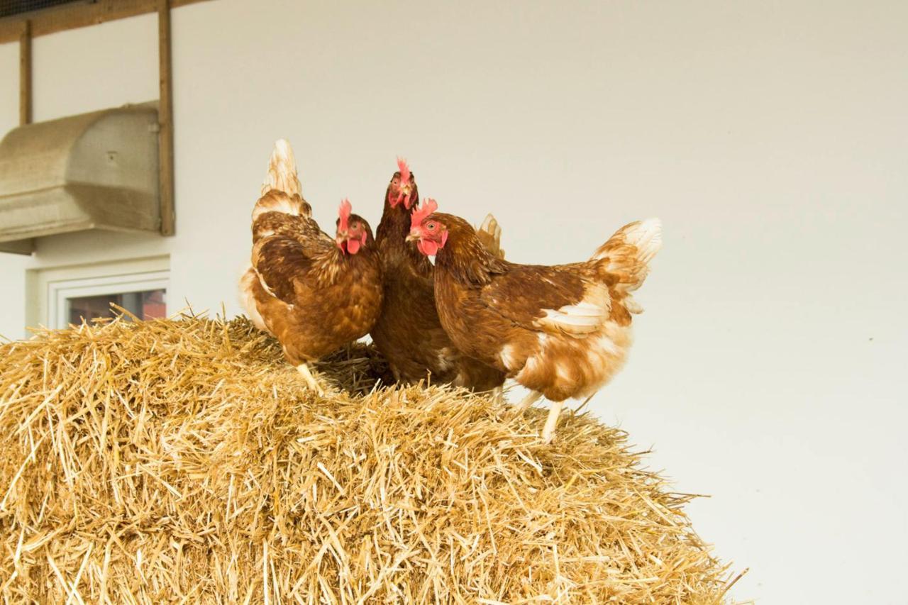 Ferienwohnung Murg Niederhof Dış mekan fotoğraf